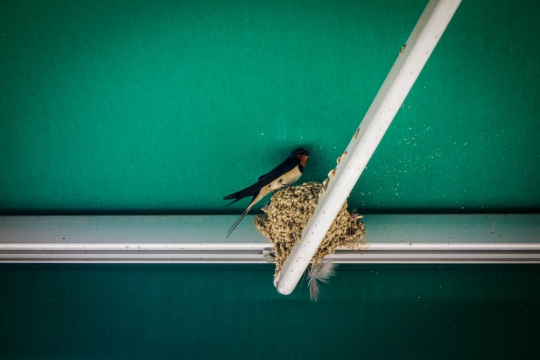 Bird at local convenience store