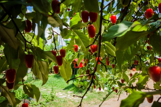 Picking Porisu berries for making jam