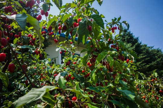 Picking Porisu berries for making jam
