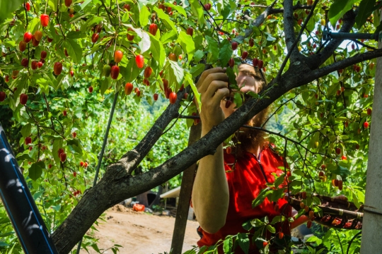 Picking Porisu berries for making jam