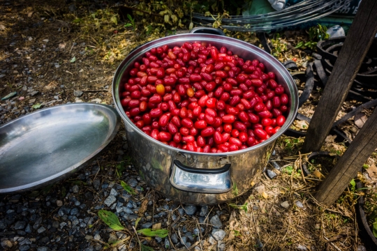 Picking Porisu berries for making jam
