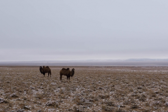 Camels