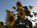 Sun flowers
