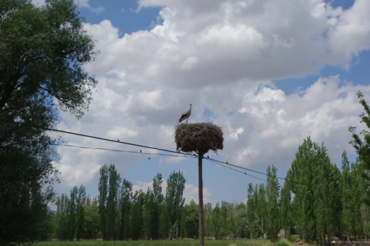 A stork!