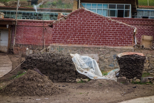 Drying yak poop