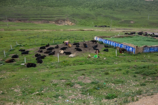 Milking yaks