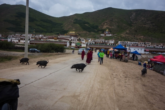 Monk boys walking to us