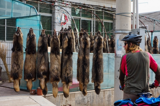 Skins of animals