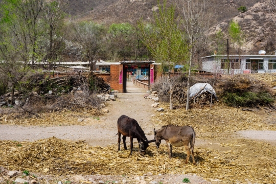 Traditional house with work animals
