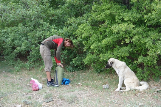 Friendly dog Smokey