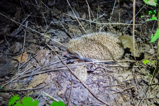 Hedgehog next to our tent!