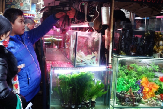 Decorative fish market