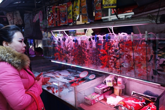 Decorative fish market