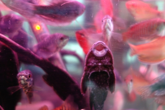 Decorative fish market