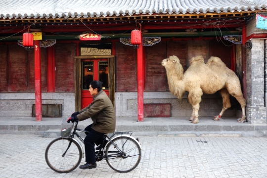 Streets of Hohhot