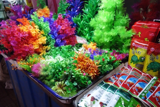 Decorative fish market