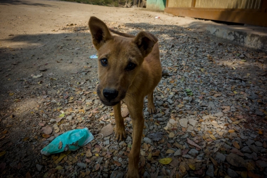 Cute dog who shared our lunch