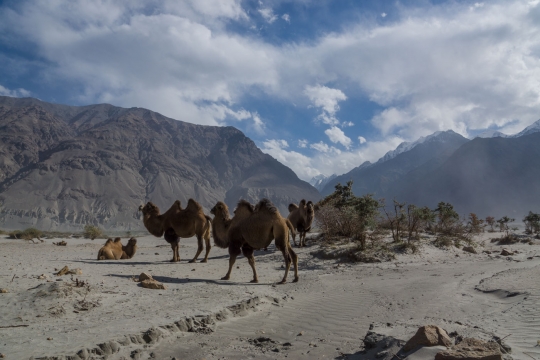 Tajik camels