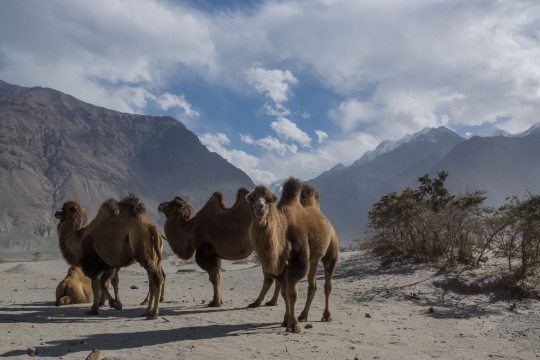Tajik camels