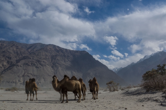 Tajik camels