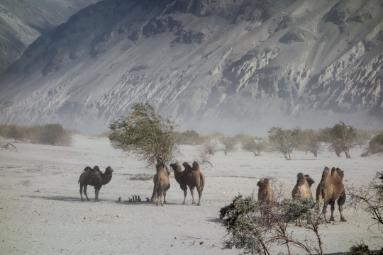 Tajik camels