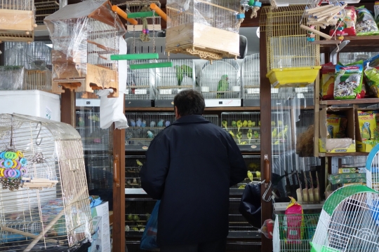 Selling birds
