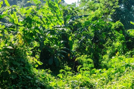 Papaya in the jungle