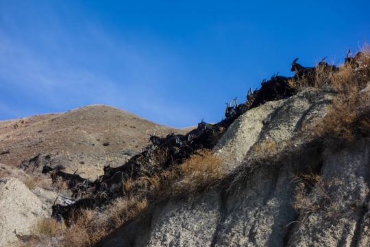 Goats on a cliff edge