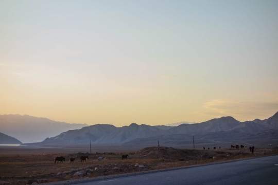 Toktogul lake and horses