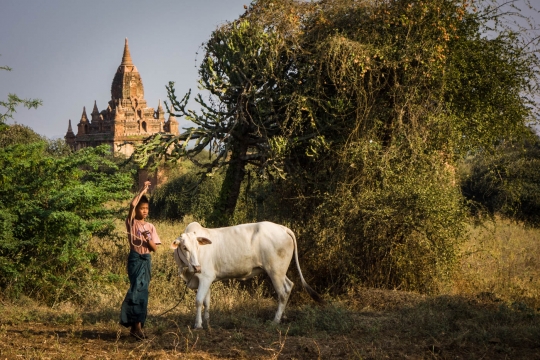 Kingdom of Bagan, boy is caring for his ox