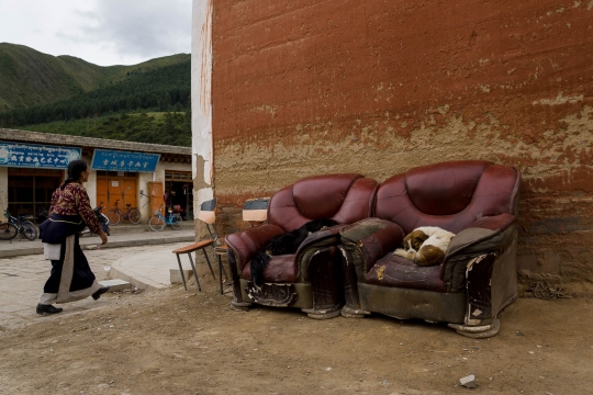 Dog's sleeping