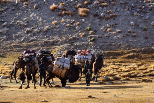 The Afghan camel caravan
