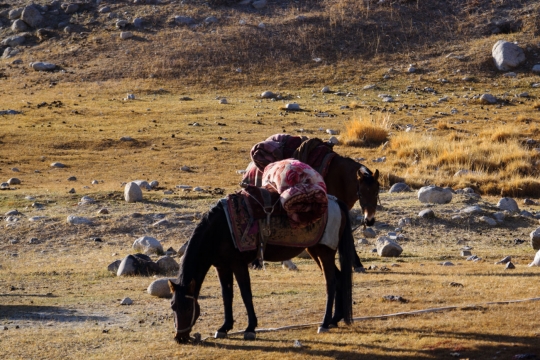 The Afghan camel caravan
