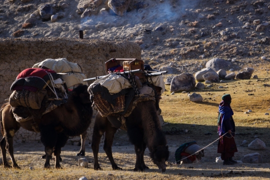 The Afghan camel caravan