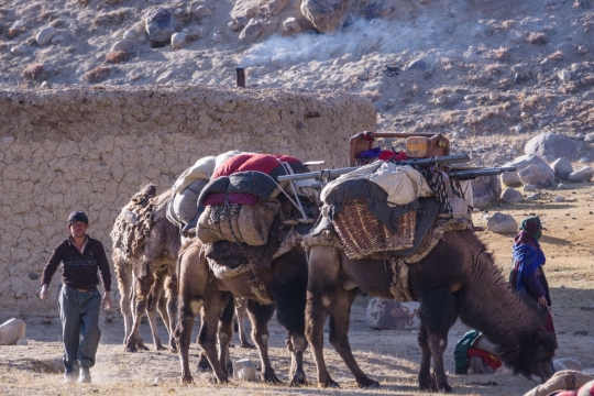 The Afghan camel caravan
