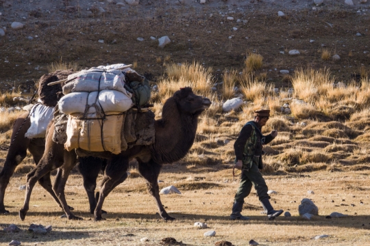 The Afghan camel caravan