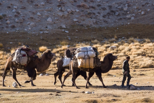 The Afghan camel caravan