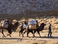 The Afghan camel caravan