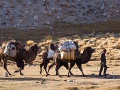 The Afghan camel caravan The Afghan camel caravan