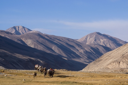 The Afghan camel caravan