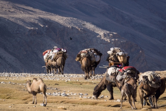 The Afghan camel caravan