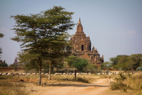 Temple at Bagan with goats