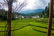 Rice fields