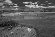 Rice harvest