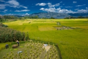 Rice harvest