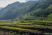 Harvesting rice