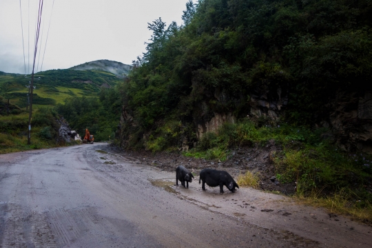 Pigs on the road