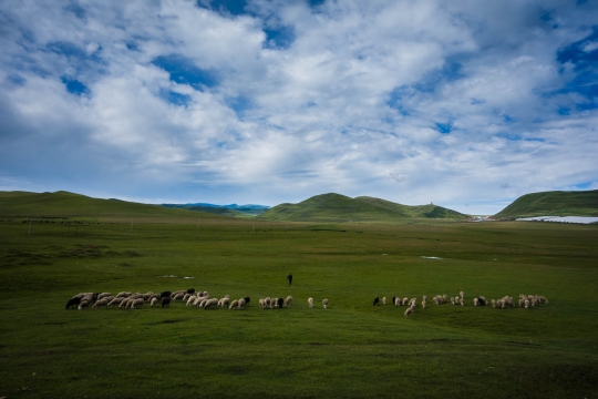 Grasslands