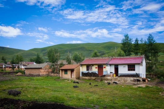 House with many pigs