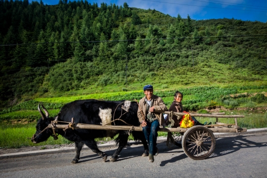 Old man with great yak